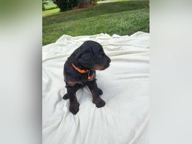 Chiot bernedoodle derniere femelle disponible thumbnail 6
