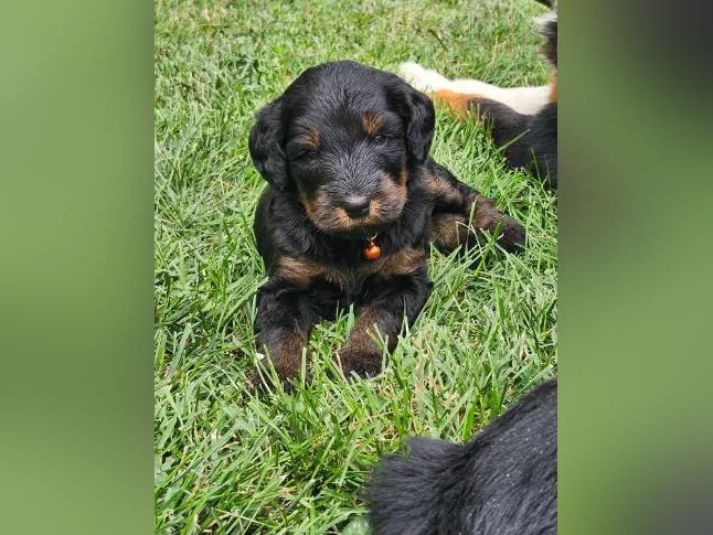 Chiot bernedoodle derniere femelle disponible