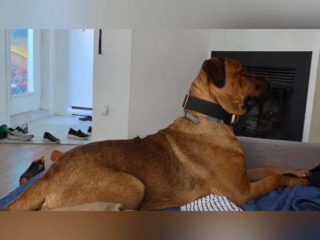 Canecorso X Rotweiller