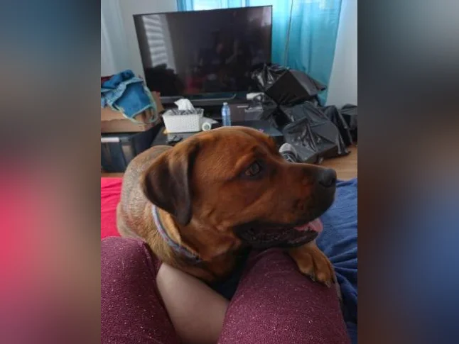 Canecorso X Rotweiller thumbnail 3