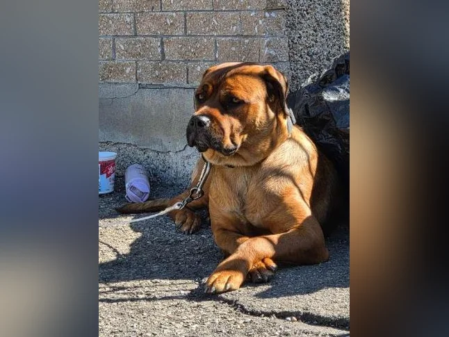 Canecorso X Rotweiller thumbnail 2