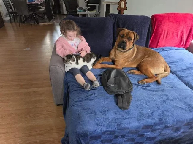Canecorso X Rotweiller thumbnail 5