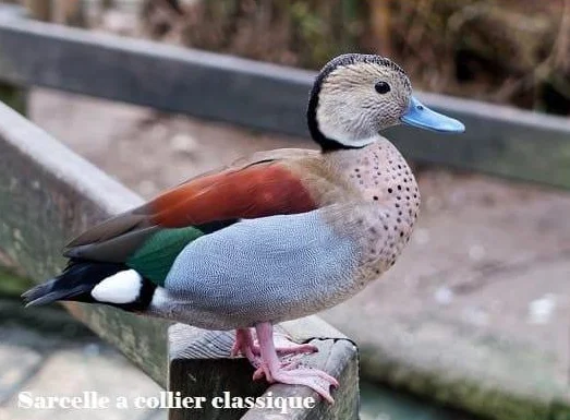 Canard mandarin, branchu, pilet, siffleur, tadorne etc. thumbnail 3