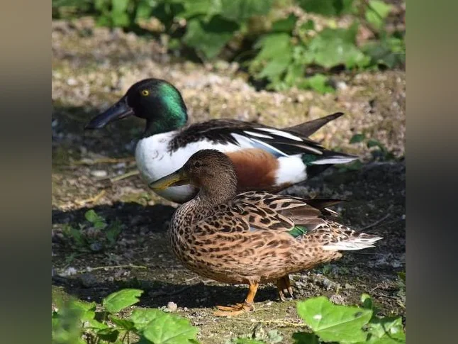 Canard mandarin, branchu, pilet, siffleur, tadorne etc. thumbnail 2