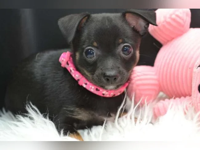 Chiot Chihuahua Femelle