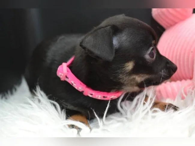 Chiot Chihuahua Femelle thumbnail 2