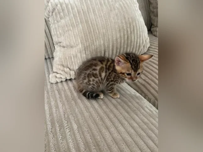 Bebe bengal thumbnail 6