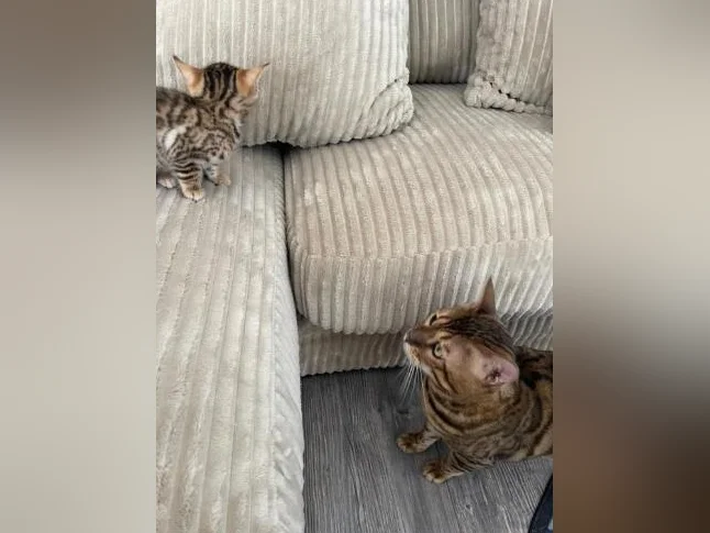 Bebe bengal thumbnail 9