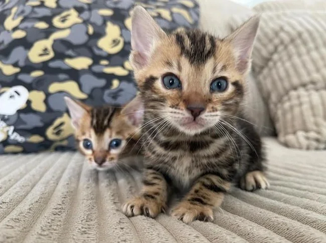 Bebe bengal