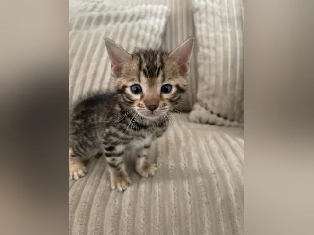 Bebe bengal thumbnail 4