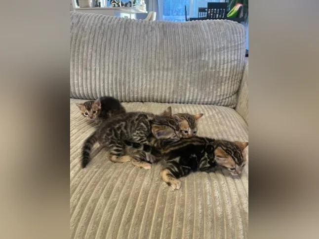 Bebe bengal thumbnail 2