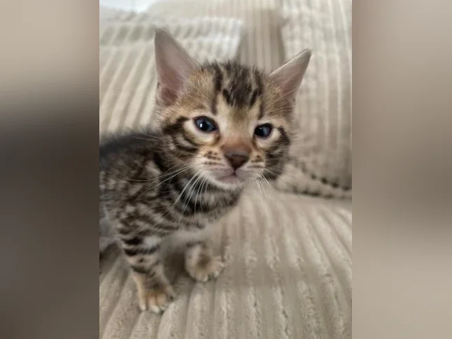 Bebe bengal thumbnail 5