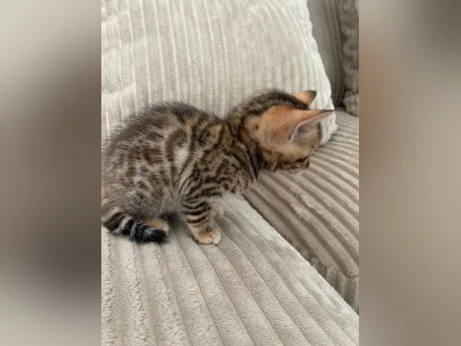 Bebe bengal thumbnail 7