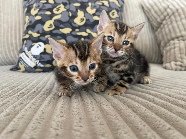 Bebe bengal thumbnail 10