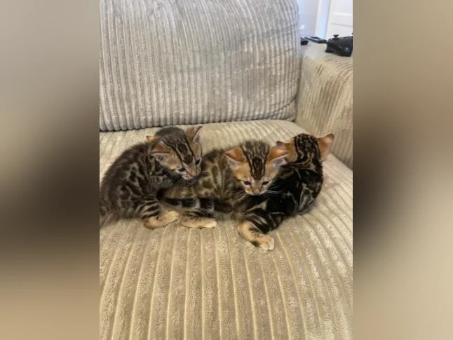 Bebe bengal thumbnail 3
