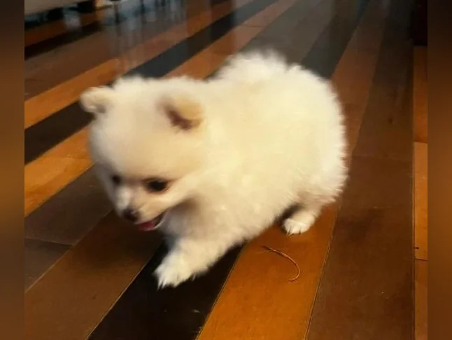 Chiots Poméranien tous adopter prochain portée en août .