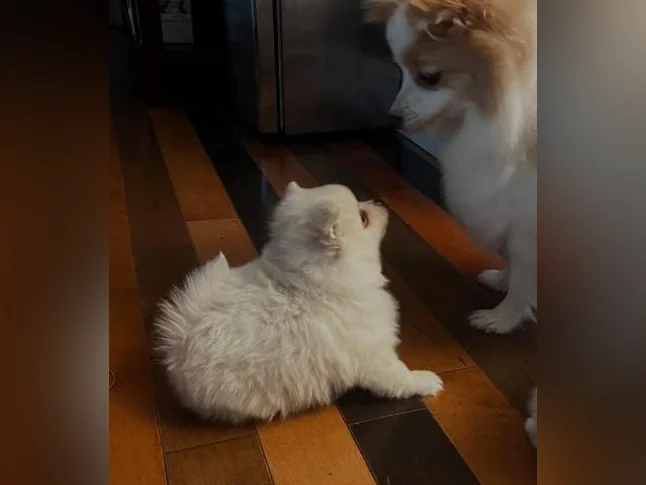 Chiots Poméranien tous adopter prochain portée en août . thumbnail 2