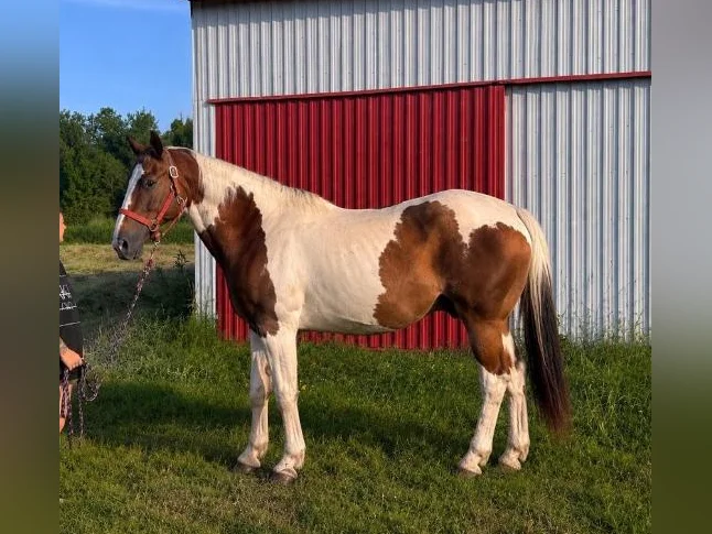Guilding Paint-Horse thumbnail 2