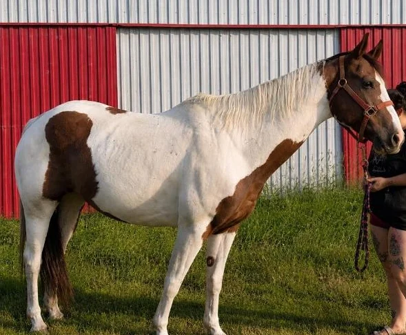 Guilding Paint-Horse