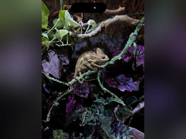 Caméléon thumbnail 3