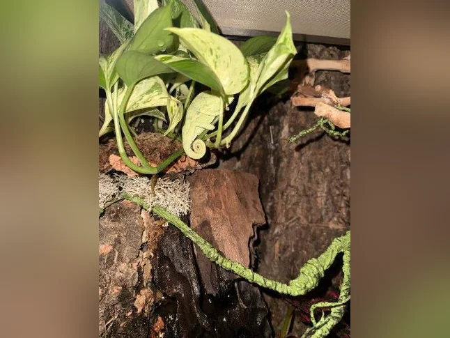 Caméléon thumbnail 4