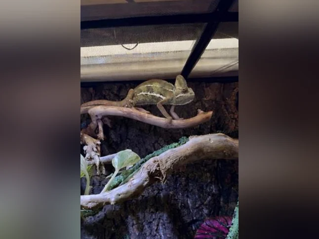 Caméléon