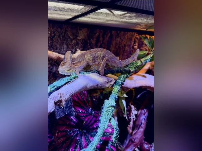 Caméléon thumbnail 5