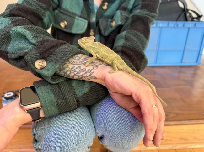 Caméléon thumbnail 2