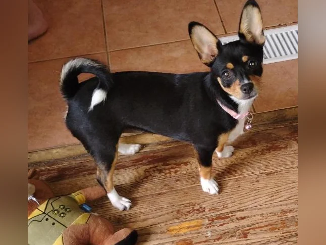 Chihuahua puppies 1 female left black and brown