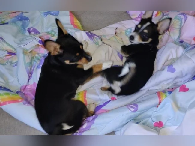 Chihuahua puppies 1 female left black and brown thumbnail 2