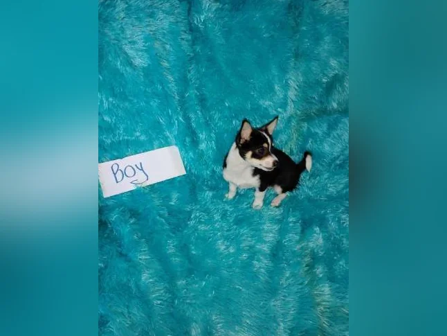 Chihuahua puppies 1 female left black and brown thumbnail 9