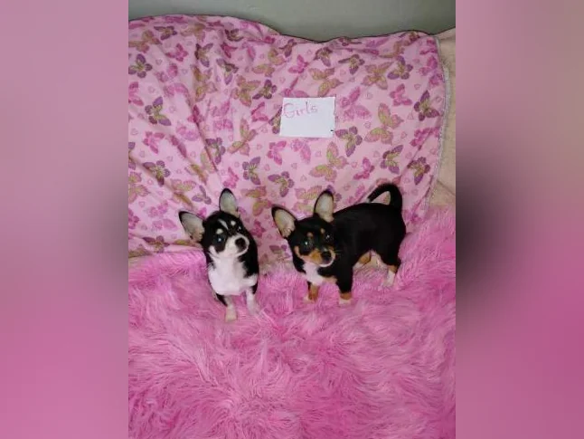 Chihuahua puppies 1 female left black and brown thumbnail 8