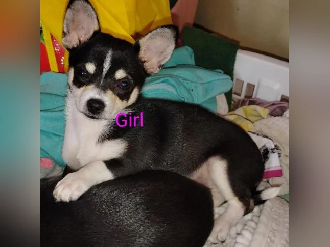 Chihuahua puppies 1 female left black and brown thumbnail 5