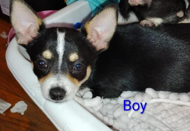 Chihuahua puppies 1 female left black and brown thumbnail 7