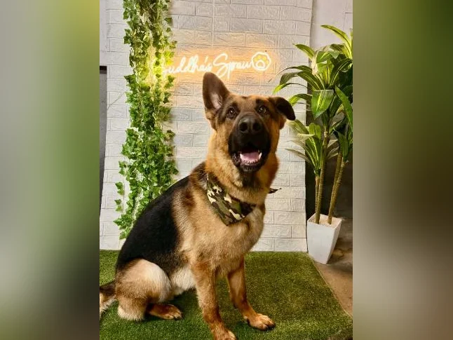 MAGNIFIQUES CHIOTS – DISPONIBLES Dès maintenant thumbnail 8