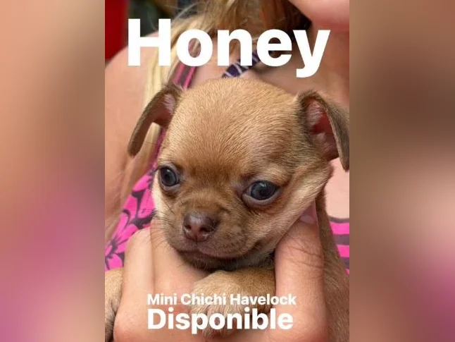 Chihuahua Miniature Mâle thumbnail 2