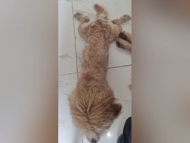 Male goldenretriver 1 ans thumbnail 2