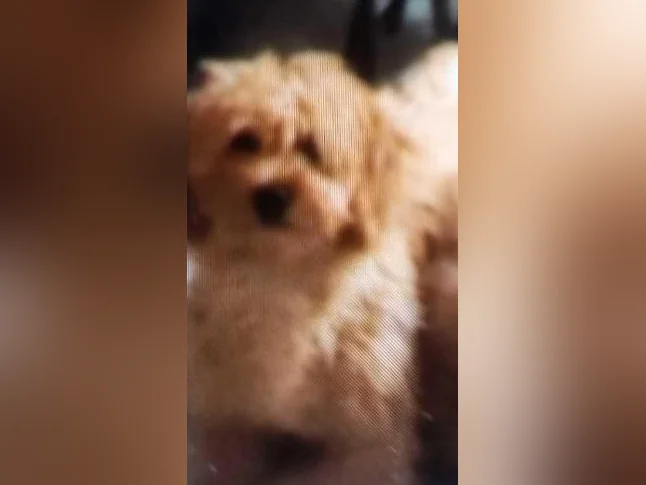 Male goldenretriver 1 ans