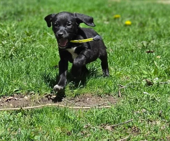 Chiot golden x braque Allemand thumbnail 8