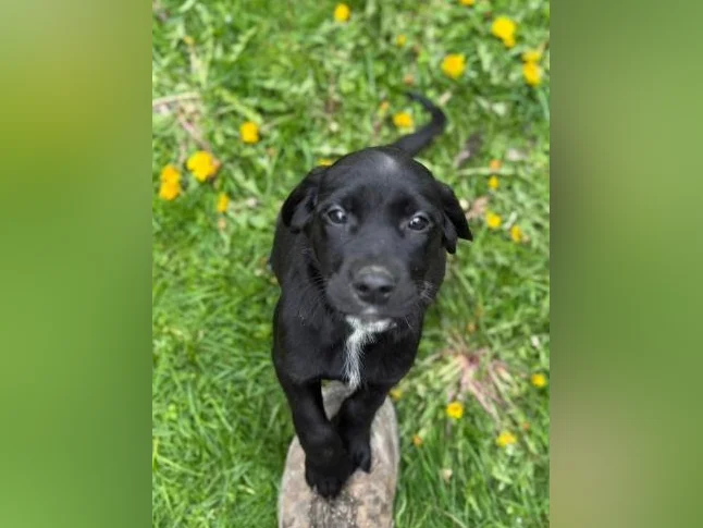 Chiot golden x braque Allemand thumbnail 3