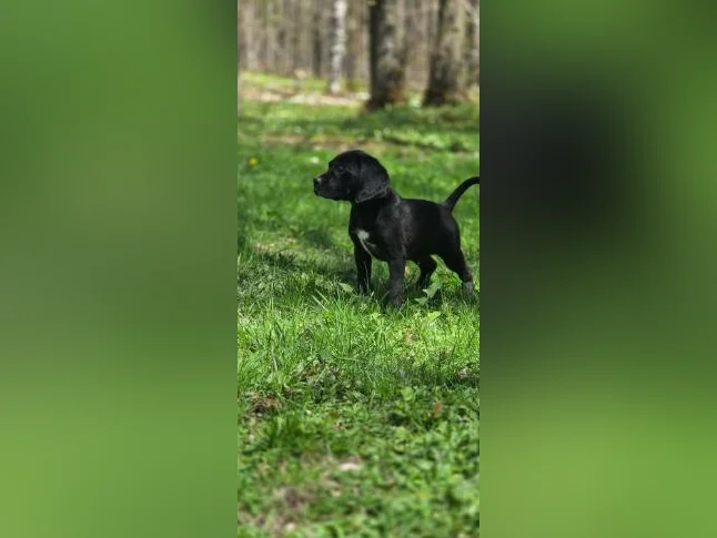 Chiot golden x braque Allemand thumbnail 9