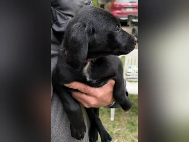 Chiot golden x braque Allemand thumbnail 2