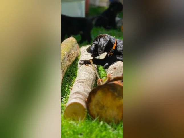 Chiot golden x braque Allemand thumbnail 6
