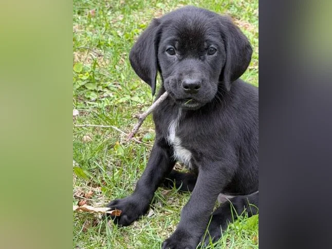 Chiot golden x braque Allemand thumbnail 10
