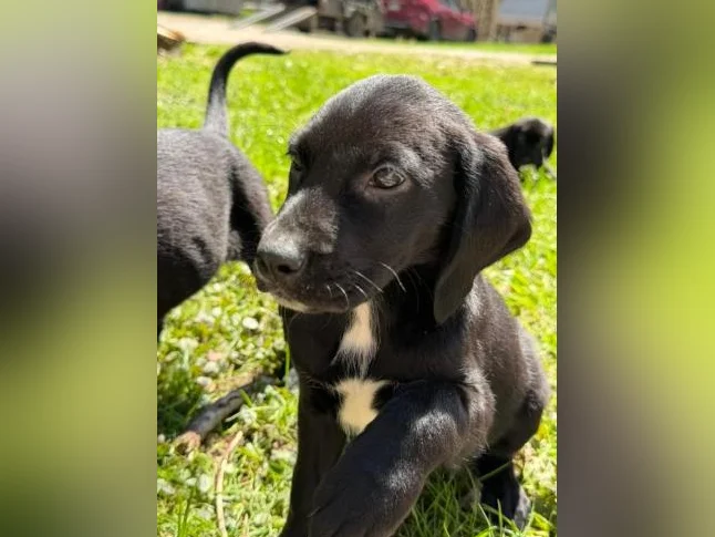 Chiot golden x braque Allemand thumbnail 7