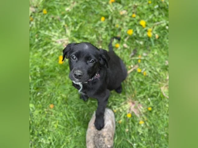 Chiot golden x braque Allemand