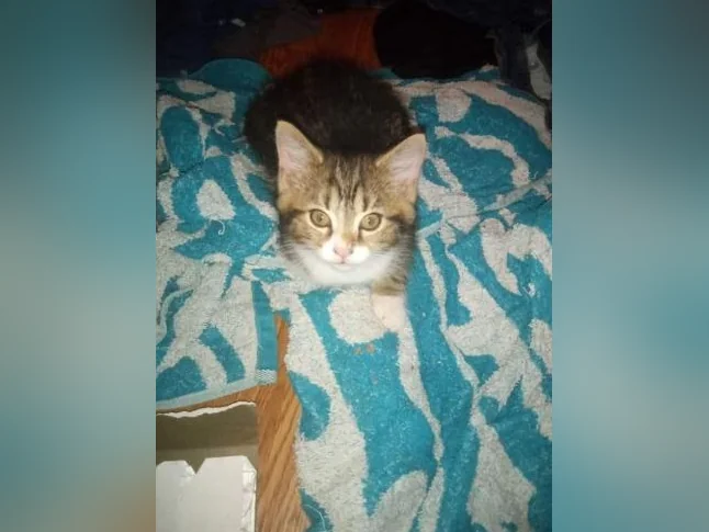 Chatons 2 mois a 4 mois thumbnail 2
