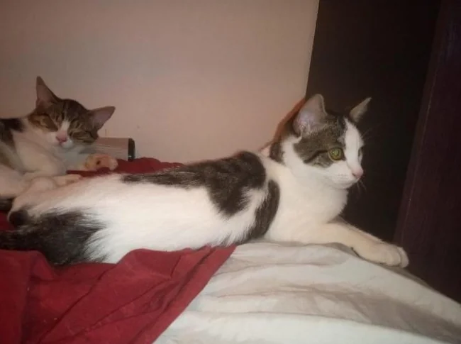 Chatons 2 mois a 4 mois thumbnail 3