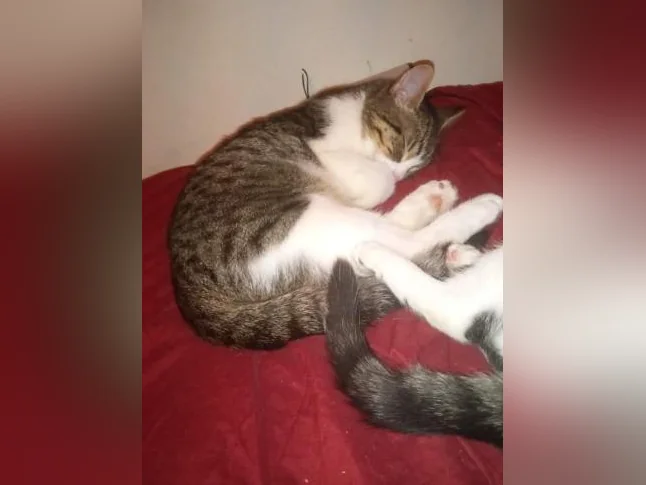 Chatons 2 mois a 4 mois thumbnail 4