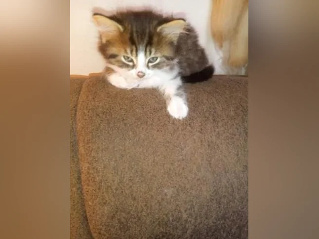 Chatons 2 mois a 4 mois thumbnail 7